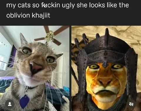 Ugly Cat Looks Like Oblivion Khajiit