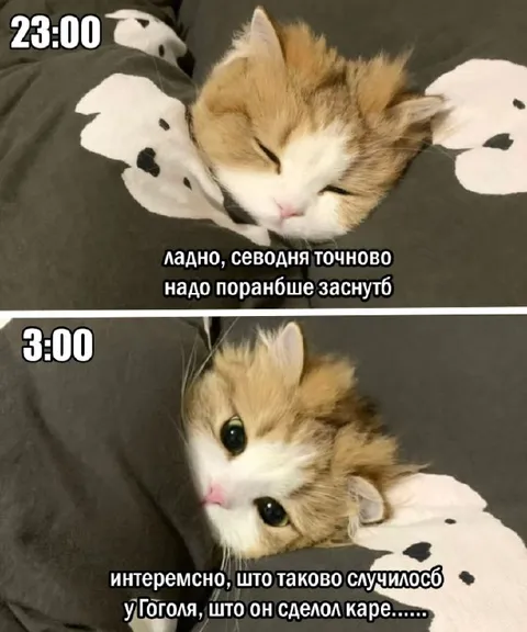 Кот снова не спит в 3:00