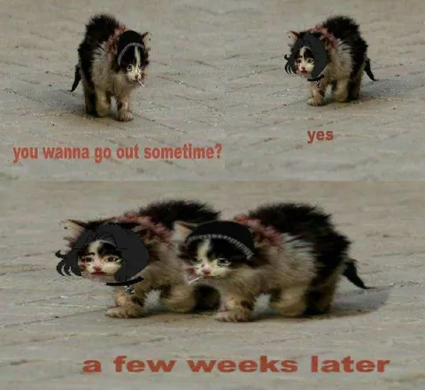 A Few Weeks Later Cats