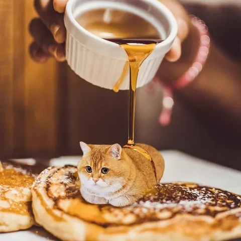 Котик на блинах с сиропом