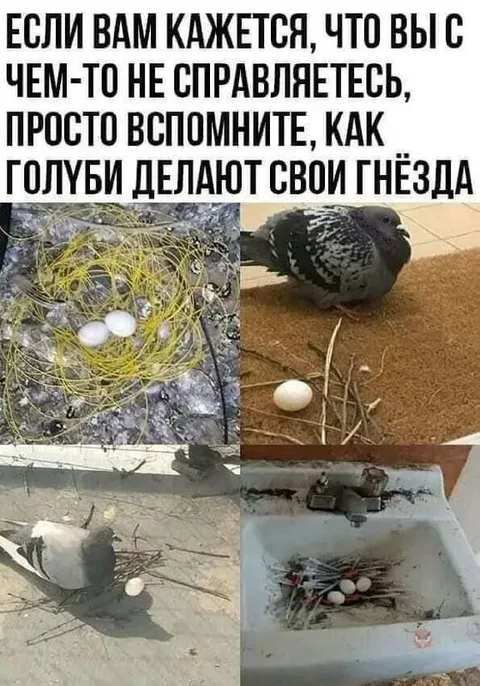 Как голуби делают гнёзда