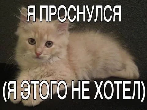 Котёнок проснулся и не хотел