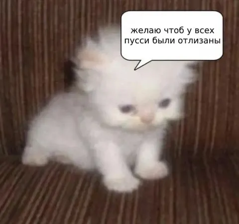 Котёнок с пошлым пожеланием