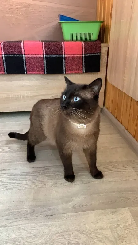 Сиамский кот внимательно смотрит