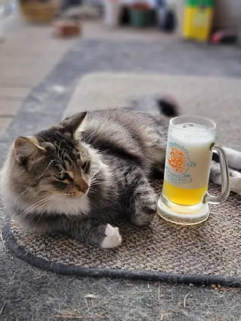 Кот и кружка пива