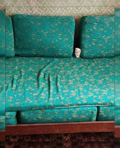 Котёнок выглядывает из дивана