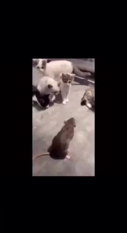 Кошки против мыши
