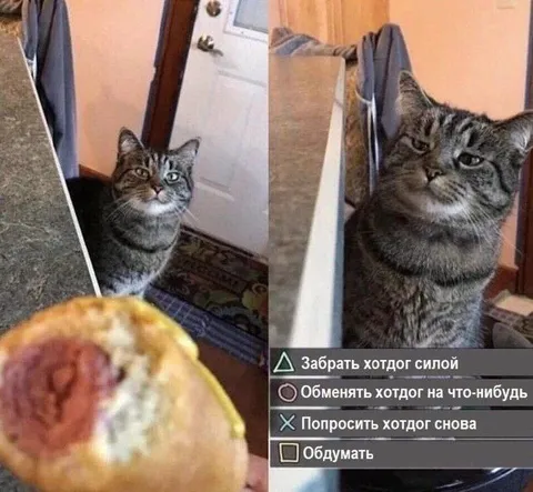 Кот выбирает хотдог