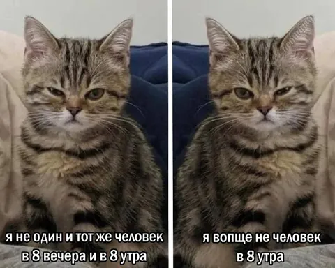 Кот в восемь утра
