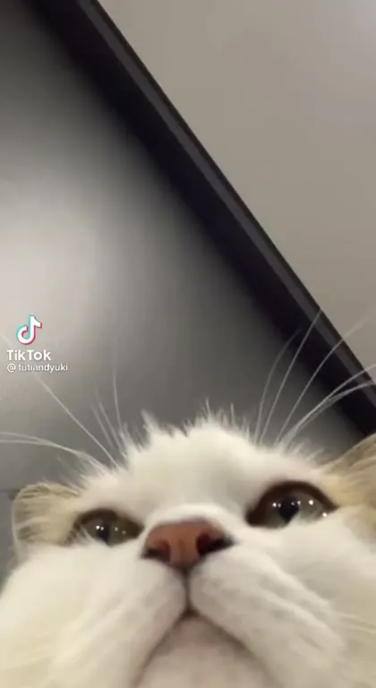 Cat Says Don't Give Up