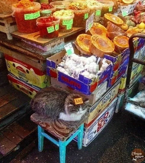 Кот-продавец на рынке