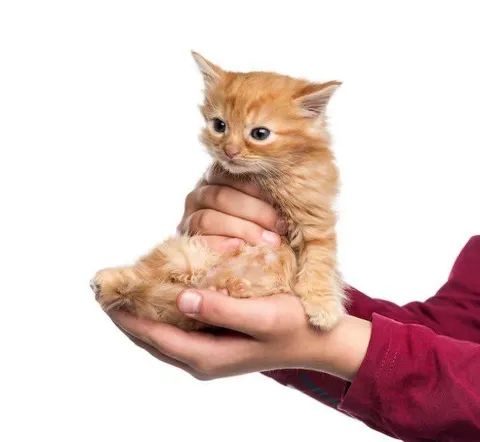 Котёнок на ладонях