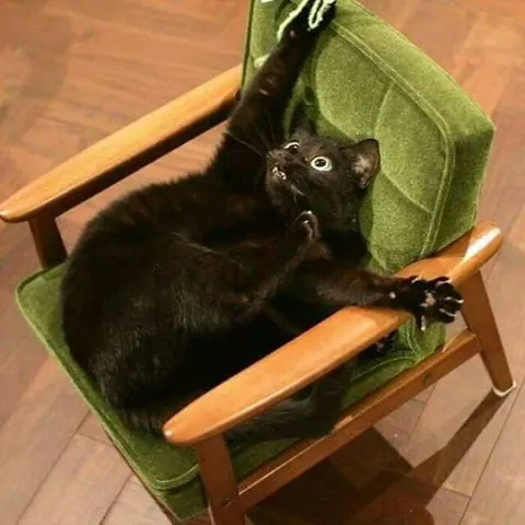 Чёрный кот в кресле