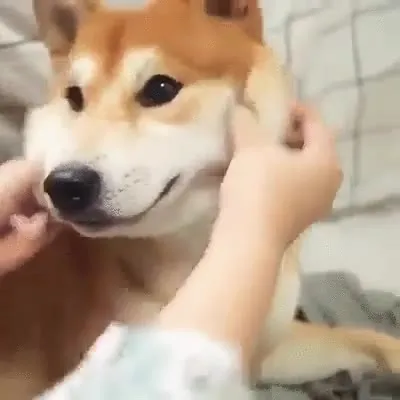 Милый пёсик на обнимашках