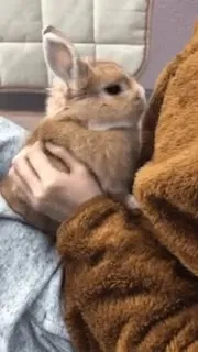 Кролик тянется к хозяину