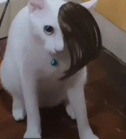 Кот в длинном парике