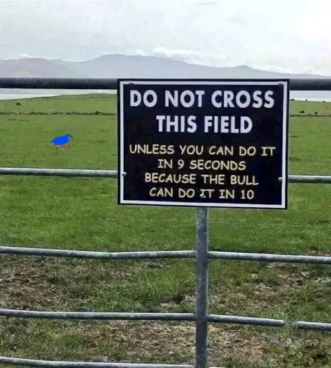 Bull Can Do It in Ten
