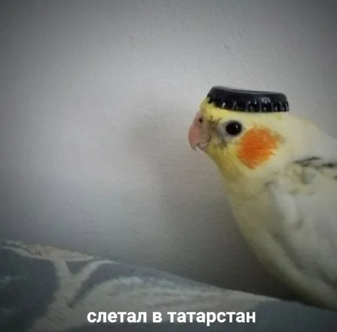 Попугай слетал в Татарстан