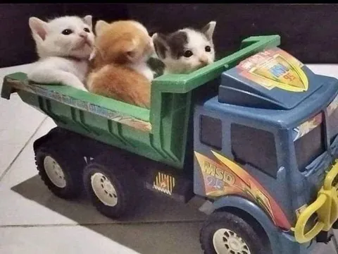 Котята в игрушечном грузовике