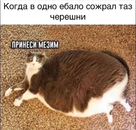 Кот после таза черешни
