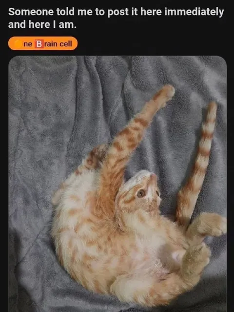 Here I Am Immediately