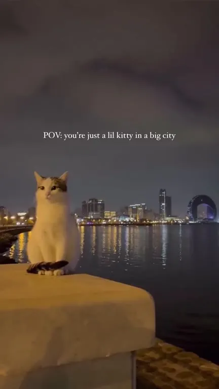 Lil Kitty in a Big City