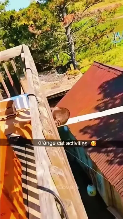 Orange Cat Has No Survival Skills