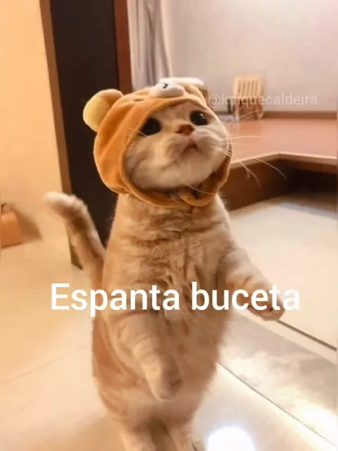 Gato espanta buceta