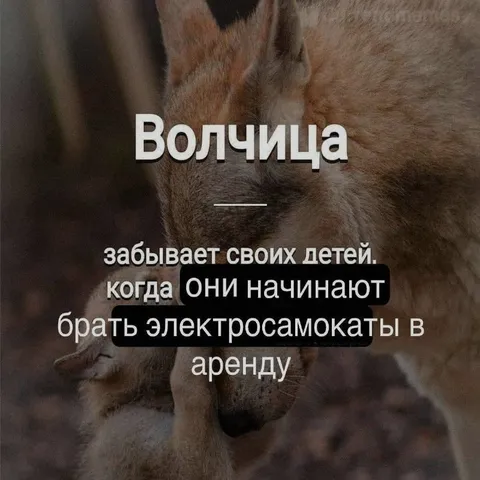 Волчица и электросамокаты
