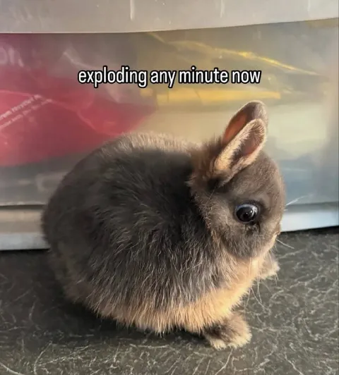 Exploding Any Minute Now Bunny