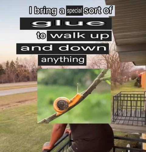 Snail Glue Walks Anywhere