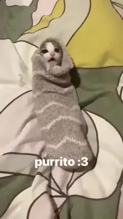 Purrito :3