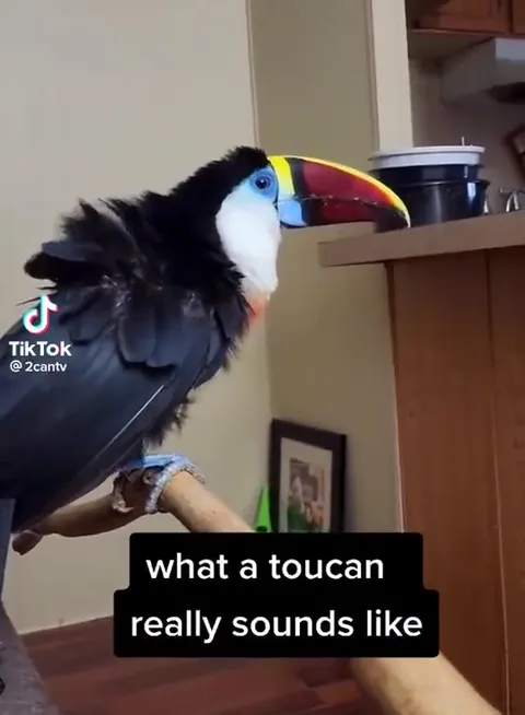 What a Toucan Really Sounds Like