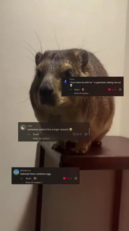 Default Mammal Hyrax Reactions