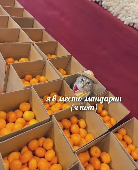 Кот вместо мандарина