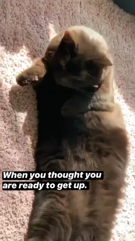 Cat Too Comfortable to Get Up