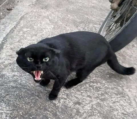 Кричащий чёрный кот