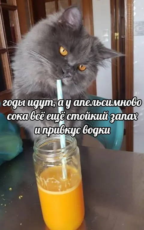 Кот пьёт апельсиновый сок с водкой