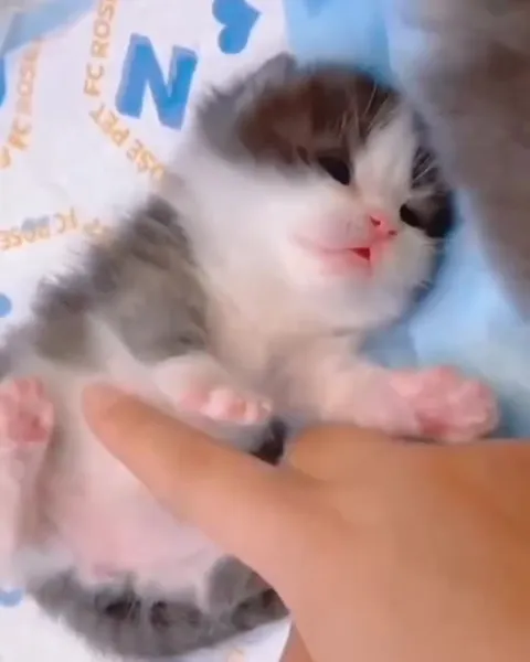 Котёнок возмущён ласками