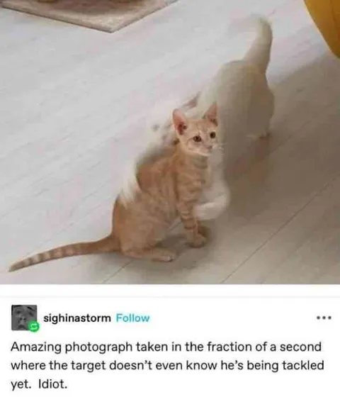 Kitten Gets Tackled