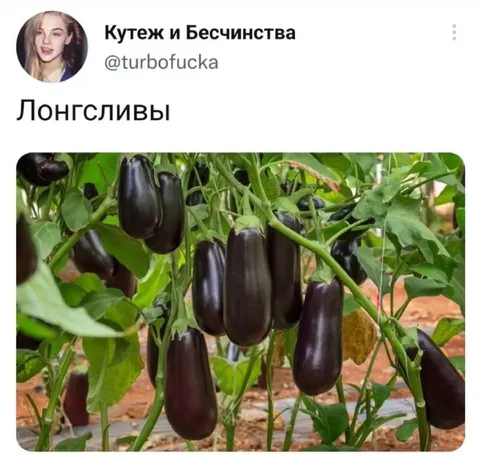 Лонгсливы на грядке