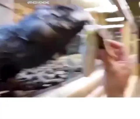 Миленький ядовитый питомец
