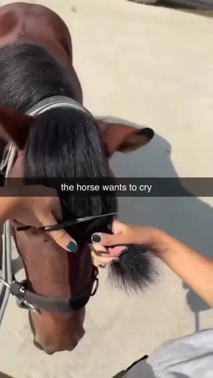 The Horse Wants to Cry