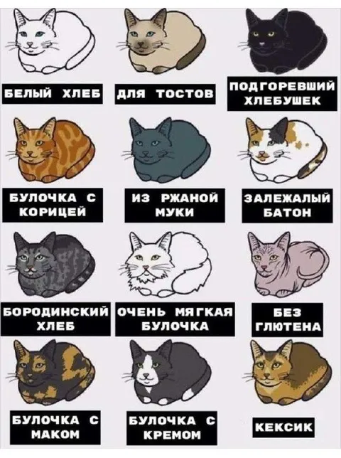 Коты в виде хлеба
