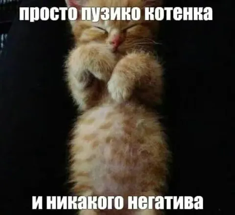 Просто пузико котенка