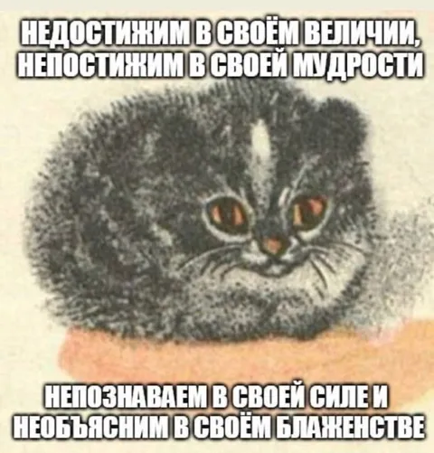 Непостижимый мудрый кот