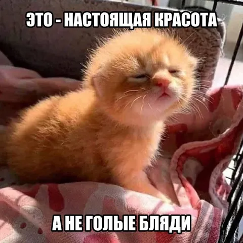Настоящая красота котёнка