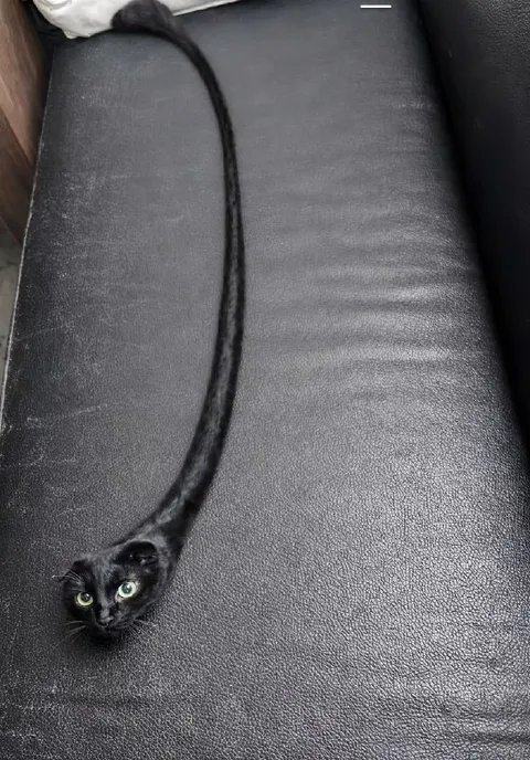 Кот с невероятно длинным телом