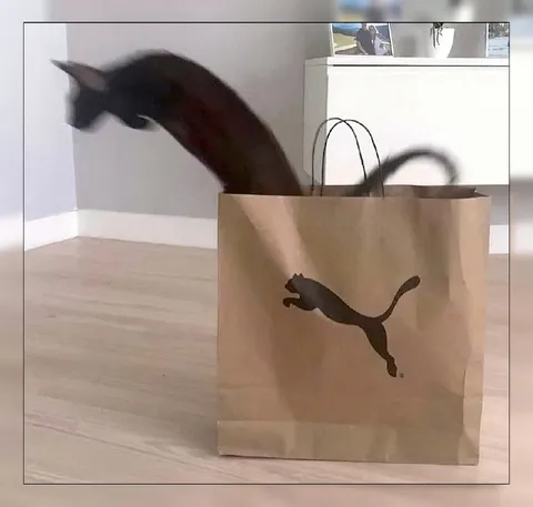 Кот вылезает из пакета Puma