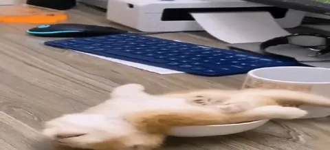 Кот умирает от усталости